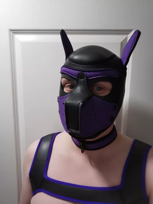 New pup here 🐶 DM's open