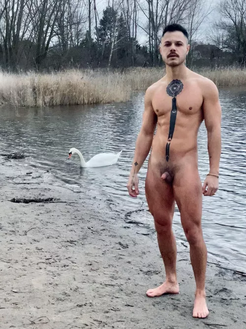 Only company was a swan