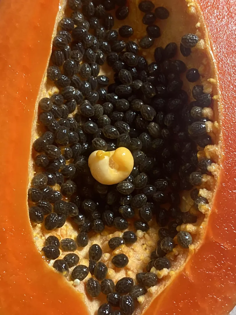 Papaya-Rama