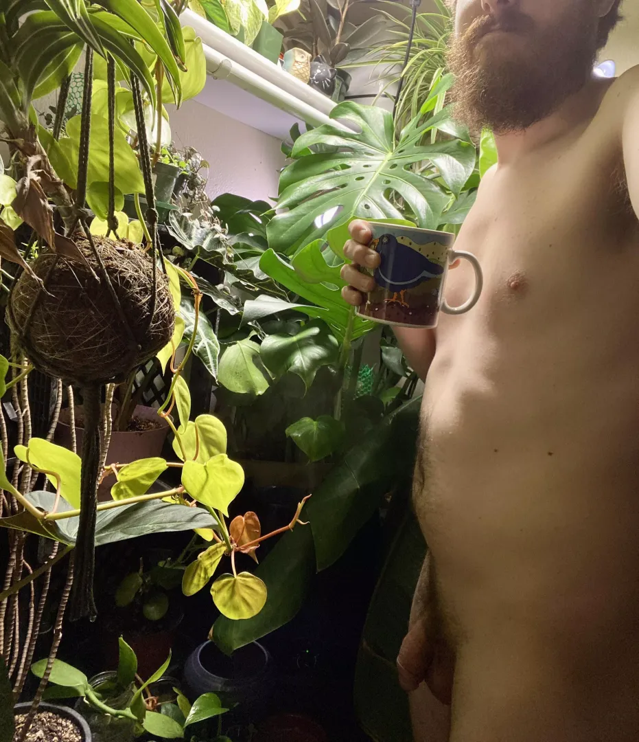 Plant Daddy