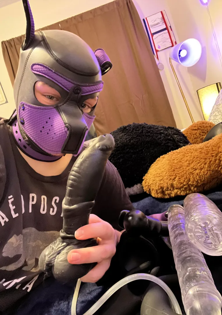 Pup got a little distracted cleaning out the closet