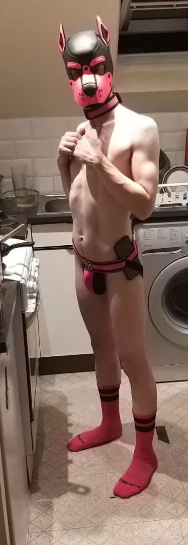 Pup in the kitchen