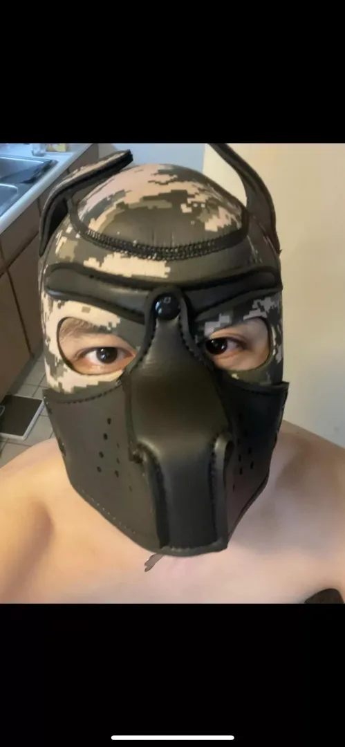 Pup wanna play catch arf