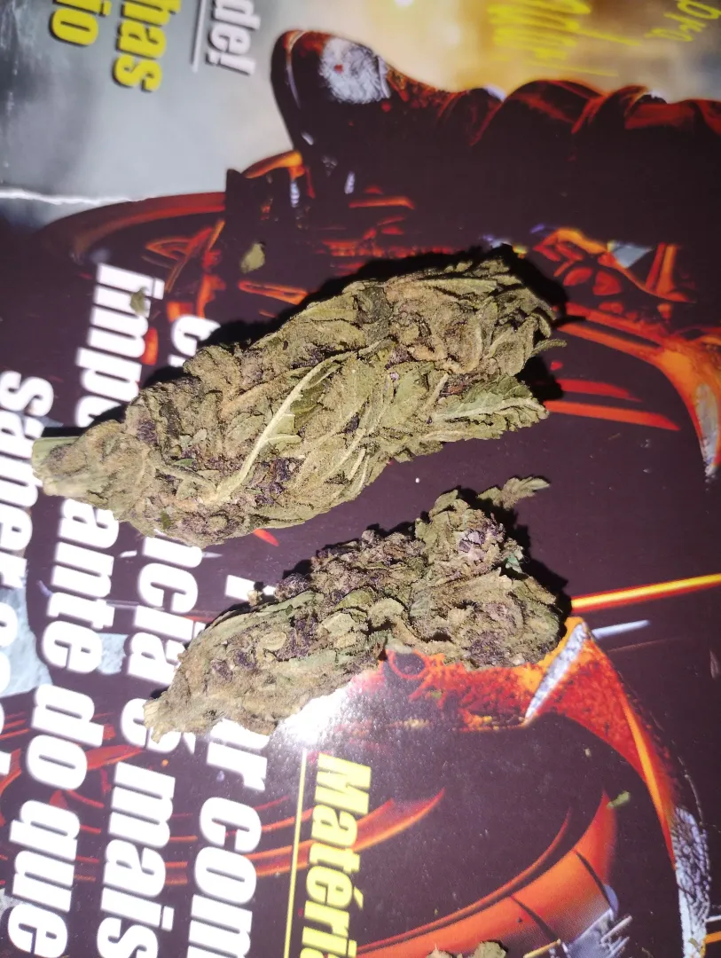 Purple kush?
