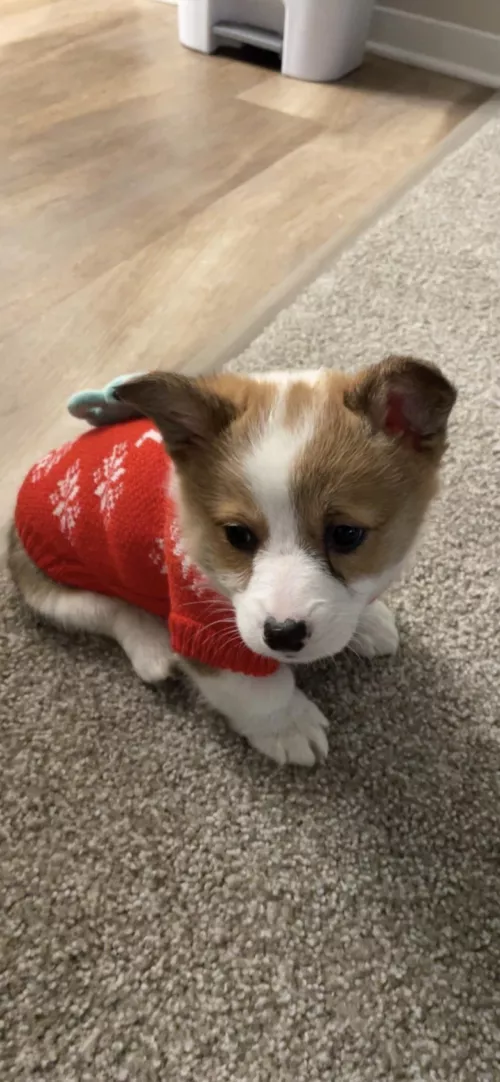 Reddit, meet Gizmo!