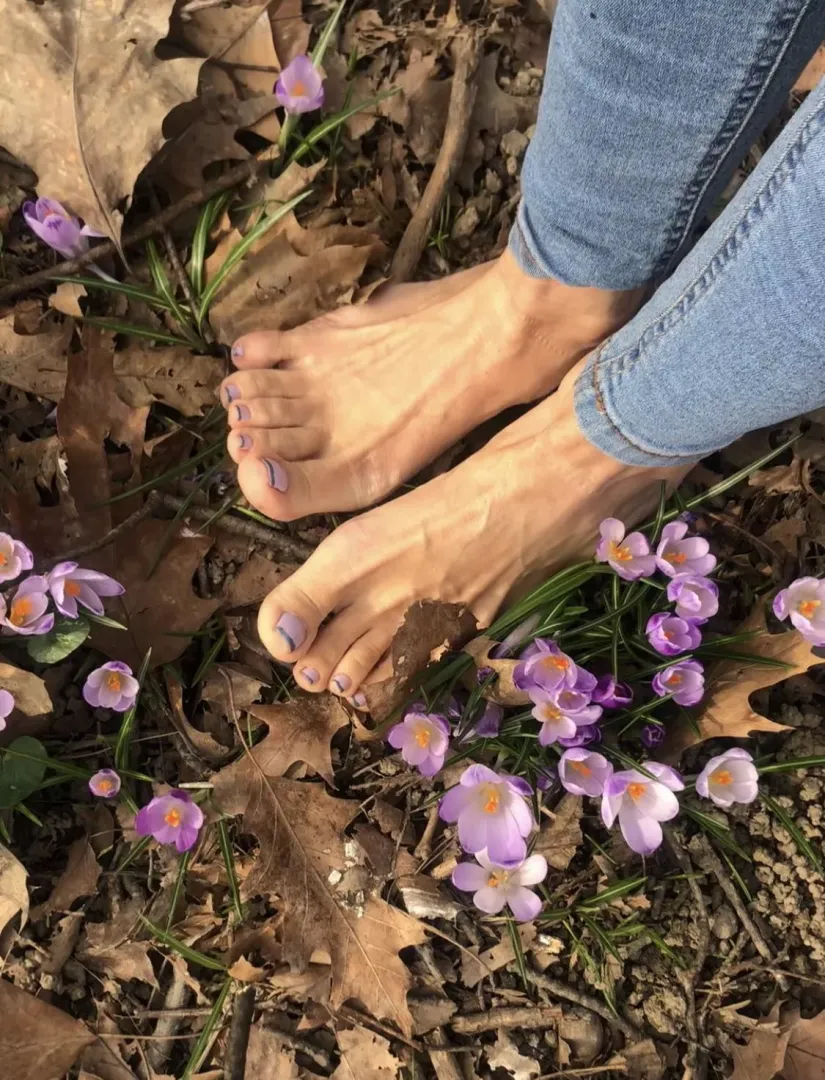Saffron field. I think spring has started 