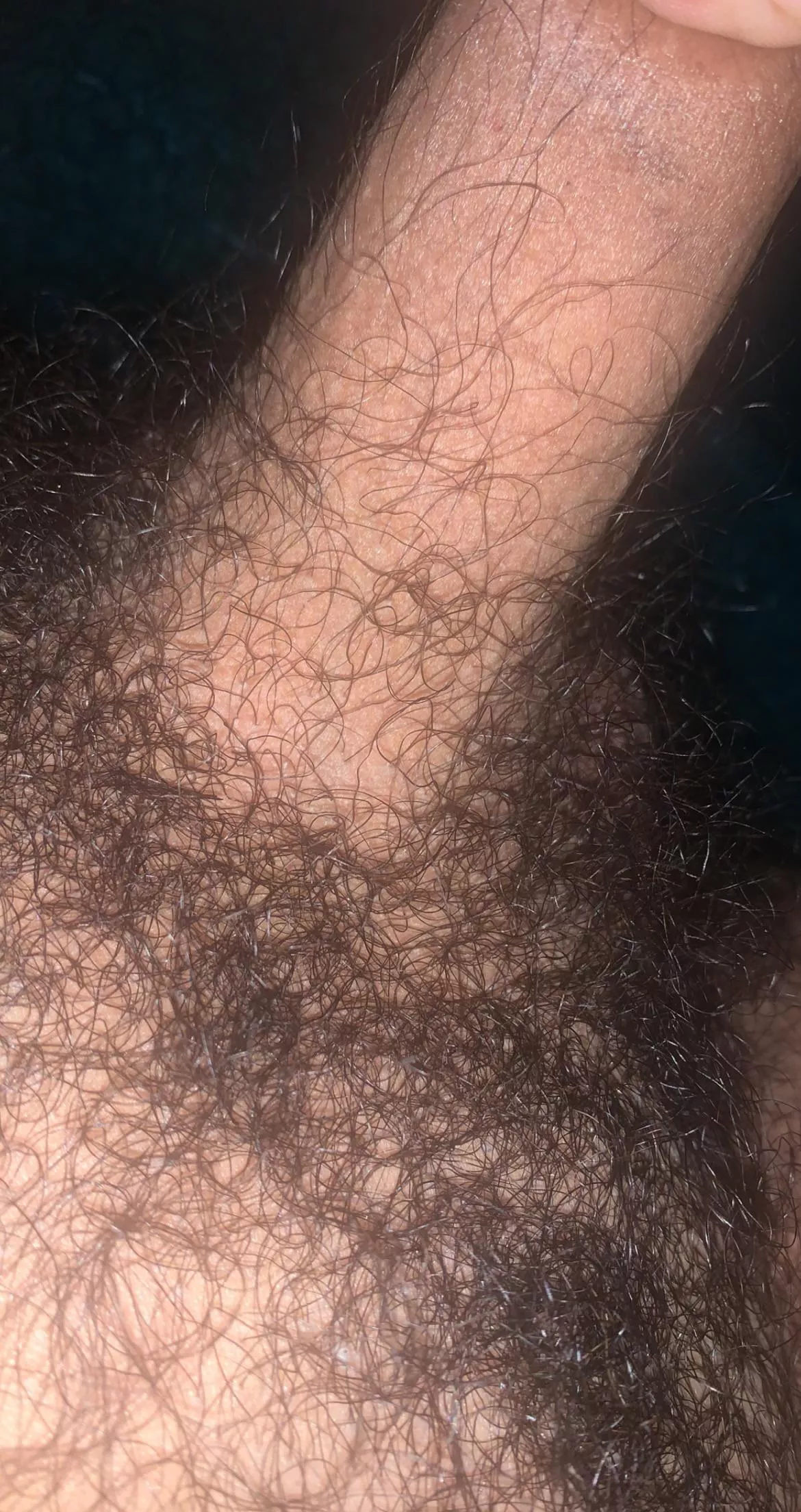 Some college bush