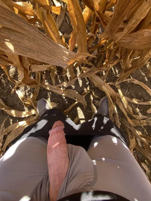 Standing in a corn field