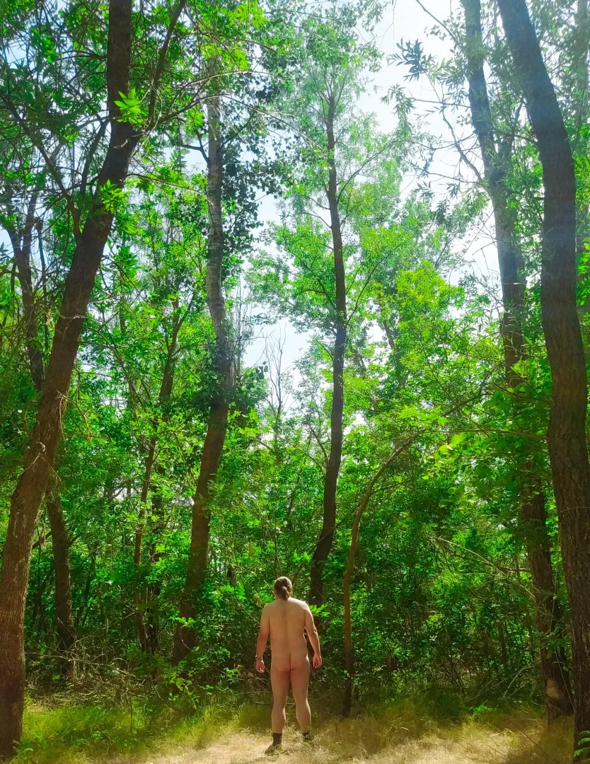 Summer forest