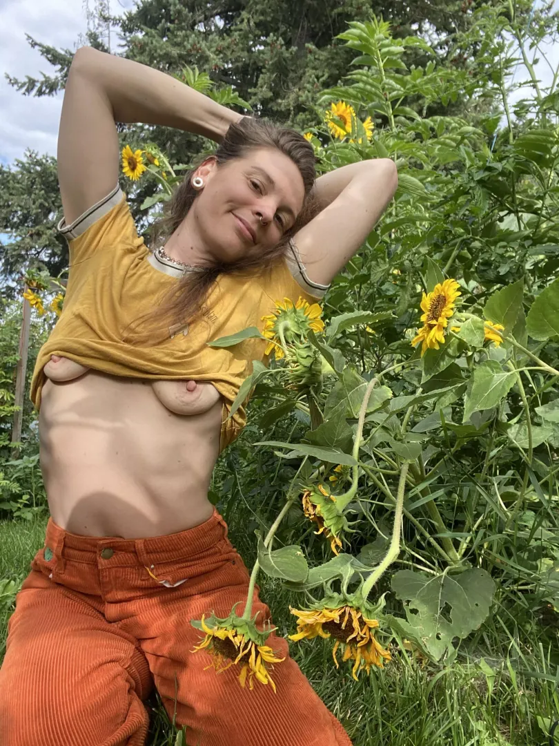Sunflowers