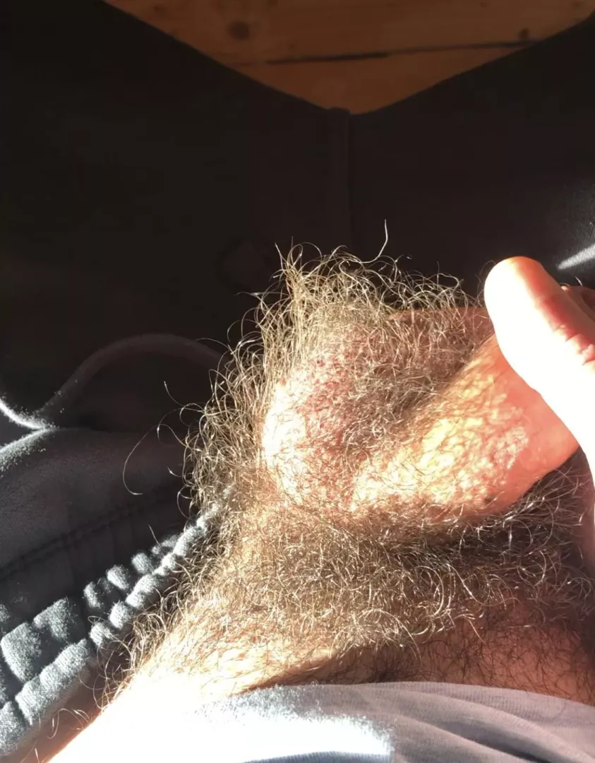 Sunlit furriness