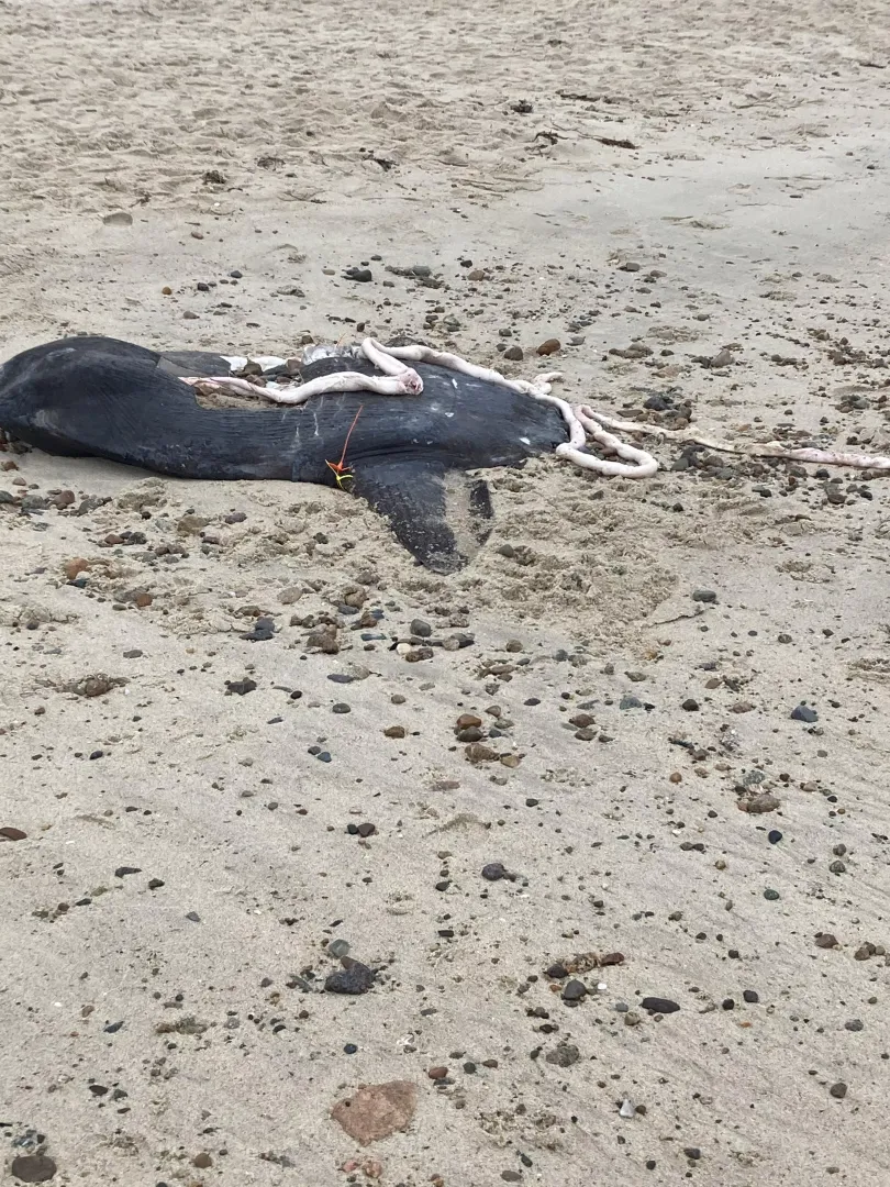 This sunfish washed up on a beach in Cape Cod, MA along with another sunfish down the beach. Anyone know what might’ve been the cause?