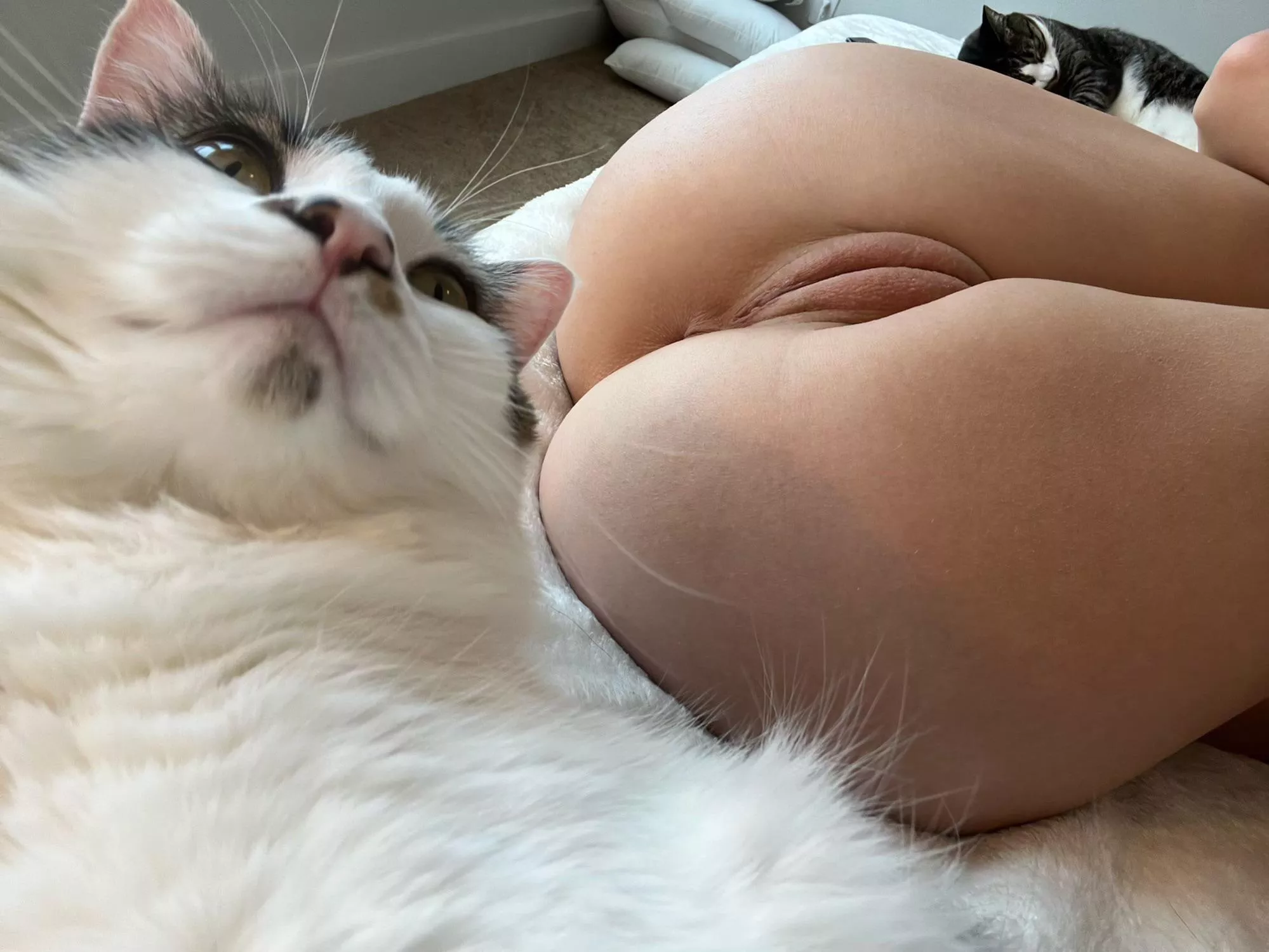 Three pussies waiting to get pet 😸