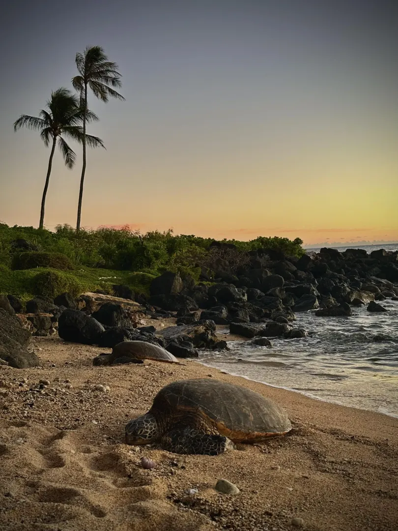 Turtles like beaches too