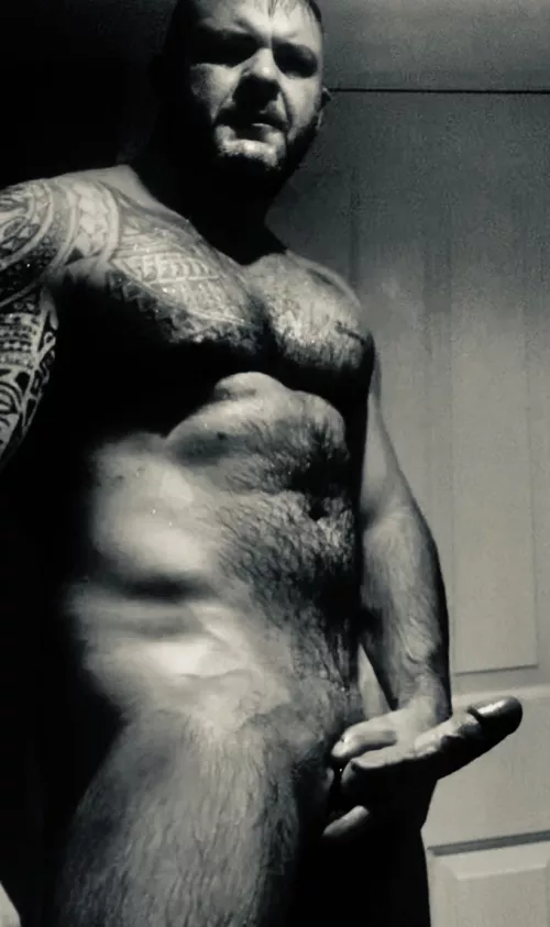 Until They Meet The Wolf All Dogs Think They’re Alphas