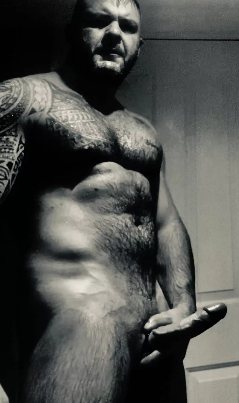 Until They Meet The Wolf All Dogs Think They’re Alphas