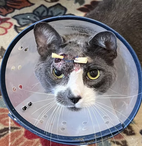 Update: JJ’s abscess wound is healing well and he’s purring like a maniac even with the cone