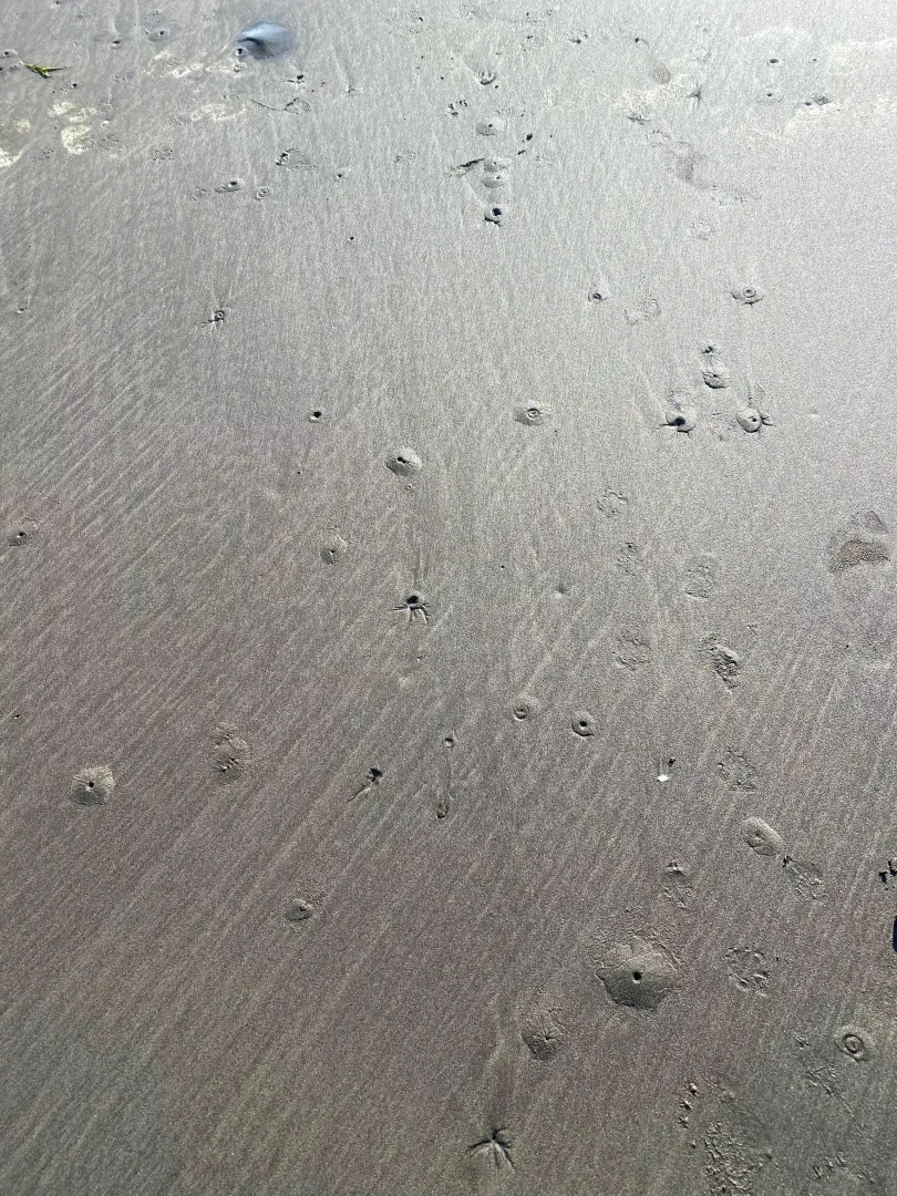 What made all these small holes? South of Olympic Peninsula, WA