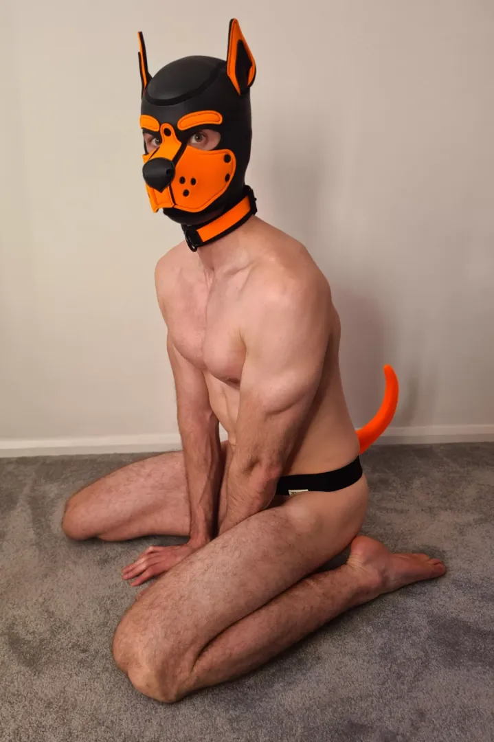 When my owner says SIT. I obey