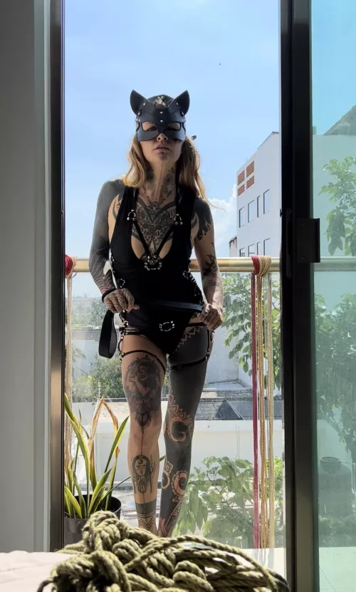 When you’re a wild switch cat, let’s play