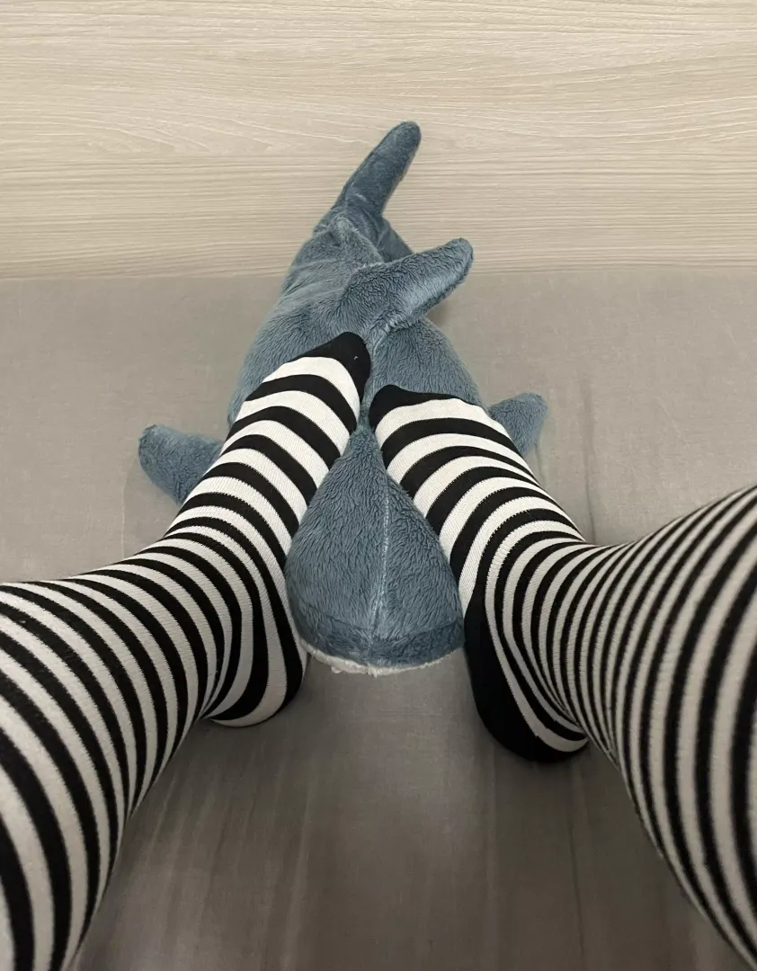 Who would like to be in the shark’s place?