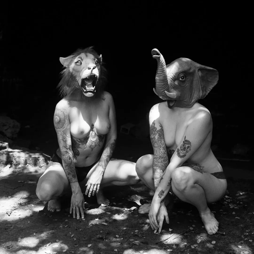 Wild Animals