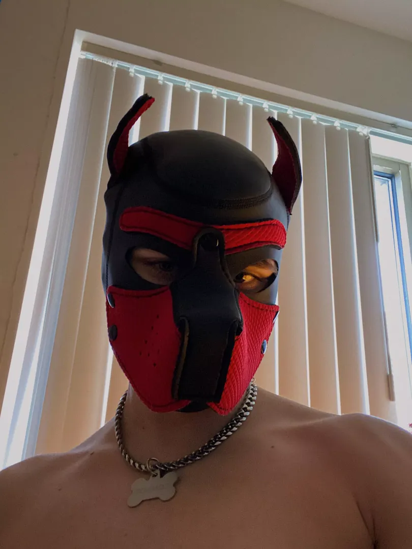 woof 🐾
