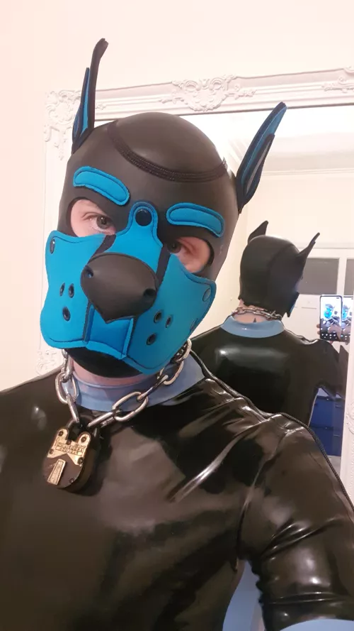Woof! Who's coming to shine this pup